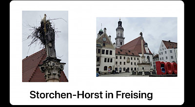 Storchen-Horst Freising